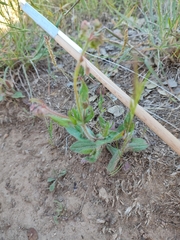 Tuberaria macrosepala