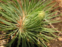 Psammotropha myriantha