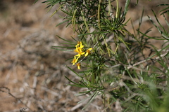 Senecio linifolius