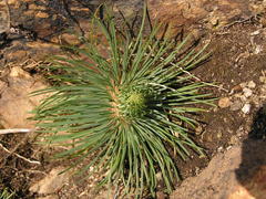 Psammotropha myriantha