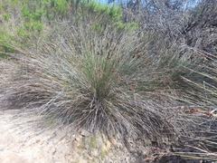 Juncus acutus leopoldii
