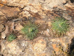 Psammotropha myriantha