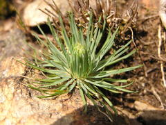 Psammotropha myriantha
