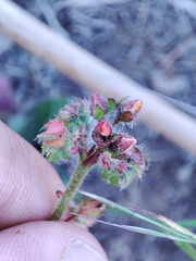 Tuberaria macrosepala