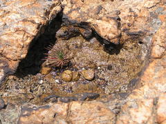 Psammotropha myriantha