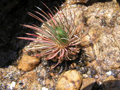 Psammotropha myriantha