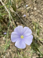 Linum nervosum