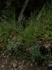 Boechera sparsiflora