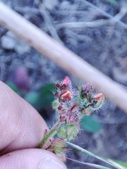 Tuberaria macrosepala