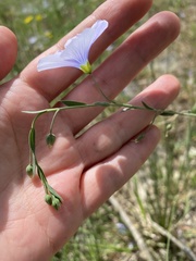 Linum nervosum