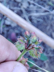 Tuberaria macrosepala