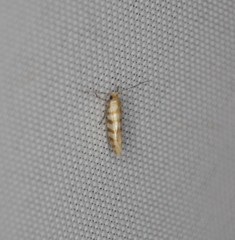 Argyresthia quadristrigella
