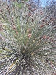 Juncus acutus leopoldii