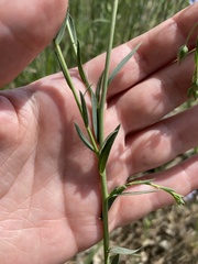 Linum nervosum