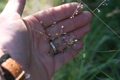Eragrostis obtusa