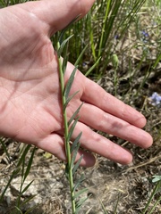 Linum nervosum