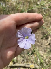 Linum nervosum