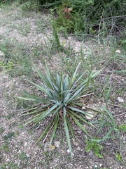 Yucca pallida