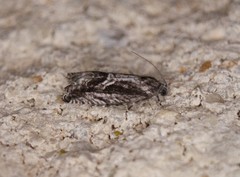 Cydia lacustrina