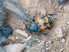 Nicrophorus vestigator