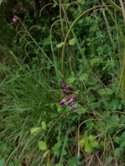 Boechera sparsiflora