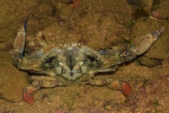 Callinectes marginatus