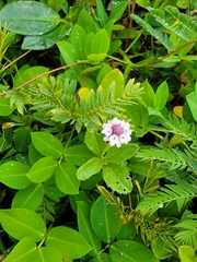 Phyla nodiflora