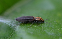 Limonius auripilis