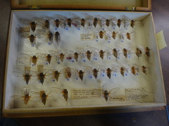 Clidophleps distanti truncata