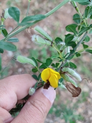 Cytisus arboreus