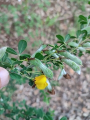 Cytisus arboreus