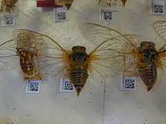 Clidophleps distanti truncata