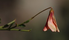 Hermannia grandiflora