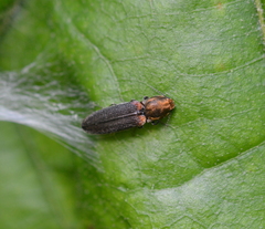 Limonius auripilis