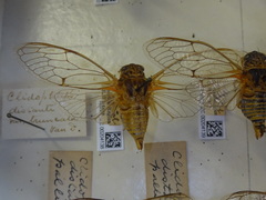 Clidophleps distanti truncata