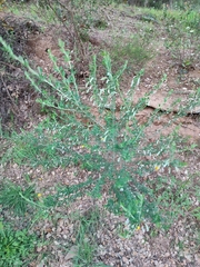 Cytisus arboreus