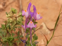 Linaria