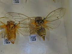 Clidophleps distanti truncata