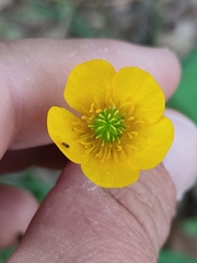 Ranunculus trilobus