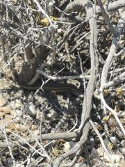 Sceloporus parvus