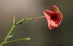 Hermannia grandiflora