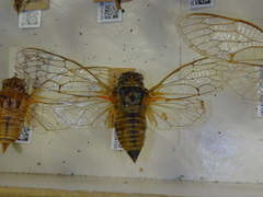 Clidophleps distanti truncata