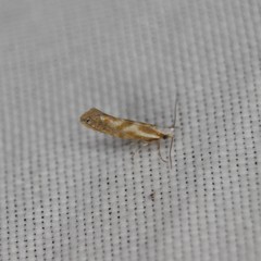 Argyresthia freyella