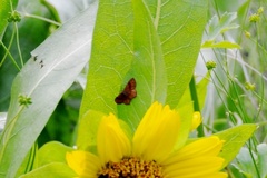 Leptostales rubromarginaria
