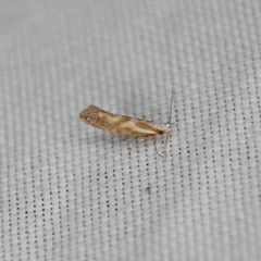 Argyresthia freyella