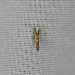 Argyresthia freyella