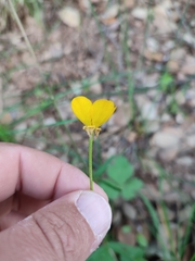 Ranunculus trilobus