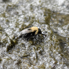 Anthophora abrupta