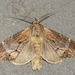 Dasylophia thyatiroides - Photo (c) judywelna,  זכויות יוצרים חלקיות (CC BY-NC), הועלה על ידי judywelna