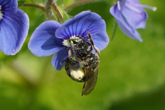 Lasioglossum